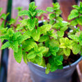 Mojito Mint Herb Plant for Planting, Perennial Mint Plant, Fragrant Mints, 5-7 Inches Tall, Well Rooted, Ready to Grow
