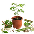 Live Moringa Oleifera Plant, 4 to 8 Inches Tall, Outdoor Tree
