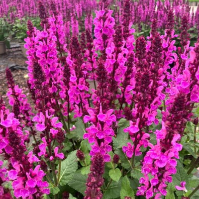 Rose Salvia Plant, Live Sage Plant in Quart Pot, Perennial Herb Plants for Outdoor Indoor Growing