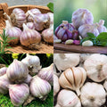 1 Pound Mixed Garlic Bulbs for Planting, Fresh Heirloom Garlic Bulbs for Growing Outdoors Garden