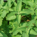 Set 3 Live Catnip Plants, 4-6 Inch Tall Starter Herbs, No Pot, Catnip Plant in Soil for Planting, Easy to Grow Indoor Outdoor Herb Garden Plant