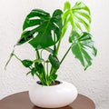 Monstera Deliciosa Live Plant, Monstera Deliciosa House Indoor Plant Live in a 4 Inches Pot