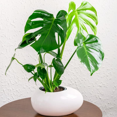 Monstera Deliciosa Live Plant, Monstera Deliciosa House Indoor Plant Live in a 4 Inches Pot