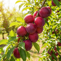 Red Plum Tree Live Plant, Plum Fruit Tree Plant, 2-3 Ft Tall