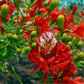 Red Flamboyant Tree Live Plant, 3 Months Old Seedling Royal Poinciana Tree for Planting, Hardy, Dormant in Winter, Jacaranda Like