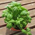 Sweet Basil Live Plant, Live Basil Herb Plant, Ready to Grow Indoor Outdoor, Well Rooted Herbs 3-5 Inches Tall