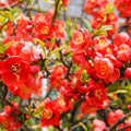 Quince Flowering Live Plant in 4'' Pot, Double Red Quince Tree, 4-6'' Tall, Quince Flower Shrub Plant for Outdoor Planting, Ready to Grow