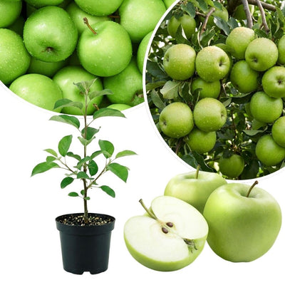 Granny Smith Apple Tree Live Plant 6-10" Tall