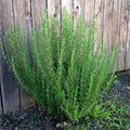Set 2 Pots Rosemary Plants, Fragrant Rosemary Plants, 4 to 6 Inch Tall, 4 Inch Pot Perennial Herb Plant for Growing