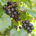 Grape Vine Live Plant to Grow 1-2 Year Old, Sweet Grape Plant Live for Growing, Grape Fruit Well Rooted Plant Bareroot (Black Muscadine Grape)
