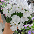 African Violet Live Plant in 4 Inch Pot, Flowering Houseplant, Easy Care Indoor Plant with Vibrant Blooms (White African Violet)