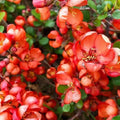 Red Quince Flowering Plant in 4'' Pot, Hardy Quince Tree, Live Flowering Quince Plant, Fragrant Flower Shrub for Outdoor Gardening, 4-6 Inch Tall
