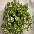 White Pothos Plant, Live Pothos Plant, Variegated Pothos Plant, Pothos Vines Plant 4 Inches Potted House Plant Indoors Live, Indoor House Plant