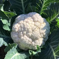 Set 2 of Cauliflower Plants Live Vegetable Plants, 2 Plants per Pot, Cauliflower Live Plants Gardening