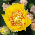 Purple Prickly Pear Cactus Plant Live, 3 Inc Pot, Prickly Pear Cactus Live Plant, 3 to 5 Inc Tall, Hardy Succulent Plants Garden