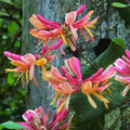 Climbing Honeysuckle Plant Live, Fragrant Honeysuckle Plants Vine Bushes in 2.5 Inch Pot, Pink Yellow Honeysuckle