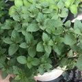 Live Mint Herb Plant, Perennial Mint Plant, Fragrant Mints, 3.5 Inch Pot for Indoor or Outdoor Growing (Chocolate Mint)