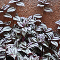 Wandering Jew Live Plant Indoor, Silver Purple Wandering Jew Plant, Live Vine Plant Indoor for Planting, 2.5 Inch Pot