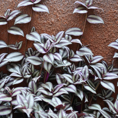Wandering Jew Live Plant Indoor, Silver Purple Wandering Jew Plant, Live Vine Plant Indoor for Planting, 2.5 Inch Pot