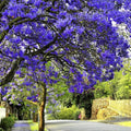 Purple Blue Jacaranda Tree Live Plant Potted, 8 Months Old Jacaranda Mimosifolia Plants for Outdoor Planting, 8 to 10 Inc Tall from Bottom Pot, Well Rooted Seedling