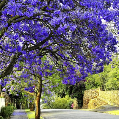 Purple Blue Jacaranda Tree Live Plant Potted, 8 Months Old Jacaranda Mimosifolia Plants for Outdoor Planting, 8 to 10 Inc Tall from Bottom Pot, Well Rooted Seedling
