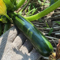 2 Green Zucchini Plants Live for Planting, Squash Plants Live for Planting, 4 to 6 Inches Tall