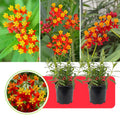 2 Deep Red Milkweed Plants Live Butterfly Asclepias Tuberosa, Wildflowers Perennial Bush, Swamp Common Plant, 5-9" in Tall, No Pot