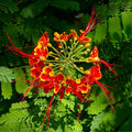 Red Pride of Barbados Tree Live Plant, 1 Year Old Mexican Bird of Paradise Plant Live 6-10" in Tall in Pot, Dwarf Poinciana Tree, Dormant in Winter