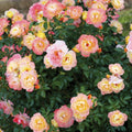 Fragrant Creamy Yellow Rose Plant Live Bush Shrub, Old-Fashioned Rose Summer Rebloomer in 4 Inch Pot