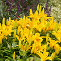 2 Yellow Lily Bulbs, Giant Lily Flower Bulbs for Planting, Lily Flowering Bulbs, Lily Spring Bulbs, Outdoor Indoor Flower Bulbs to Plant