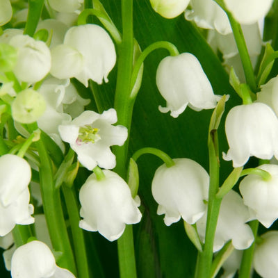 Set 6 Pips White Lily of the Valley Roots, Lily of the Valley Live Plant, White Flower Blooms for Growing