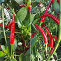 Long Thin Red Pepper Plant Live in 2.5 Inch Pot for Planting Outdoor