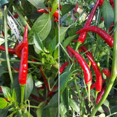 Long Thin Red Pepper Plant Live in 2.5 Inch Pot for Planting Outdoor