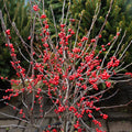 Winterberry Holly Plant Live in 4 Inch Pot, Red Holly Bush Live Plant for Planting, Winterberry Holly Shrub