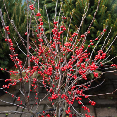 Winterberry Holly Plant Live Ready to Grow in 4 Inch Container, Red Holly Bush Live Plant for Planting, Winterberry Holly Shrub