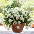 Random Easter Cactus Plant Live, Spring Easter Cactus Plant, 4-6 Inc Tall, Potted in 2 Inc Pot, Vibrant Bloom Houseplant for Hanging Basket, Pot and Shelves