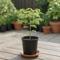 Moringa Tree Plant Live, Moringa Plant Live, 4-8 Inches Tall, Malunggay Trees Live Plants for Indoor Outdoor Growing