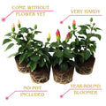 2 Red Hibiscus Plants Live 5-9" in Tall, Hardy Hibiscus Tree Live Plant Year-Round Blooming, No Pot, Outdoor Perennial Planting