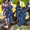 Seedless Grape Vine, Grape Plant Live Well Rooted Plant Zones 4 to 9, Sweet Grape Fruit Tree, in 2.5" Pot