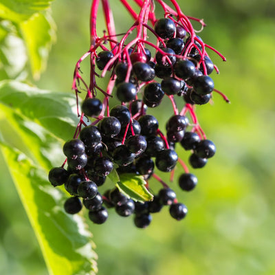 Sweet Elderberry Plant Live Tree 6-10” Tall, 1 Year Old Perennial Fruiting Shrub, Hardy Outdoor Elderberry Bush for Spring Planting, Edible Berries Garden Plant