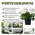 White Geranium Live Plant 5-8" Tall, White Geranium Plant, Live Rooted Perennial Flower Plant for Indoor Gardening