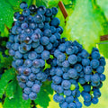 Sweet Grape Vine Plant, Tree Grape Fruit Vine Plant Live, 6-12 Inc Tall