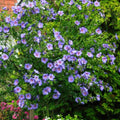 Blue Pink Hibiscus Plants Live 5-9" in Tall, Hardy Hibiscus Tree Live Plant Year-Round Blooming, No Pot, Outdoor Perennial Planting