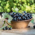 Black Currant Live Fruit Plant, 6-12" Tall Starter Shrub for Garden, Patio, and Outdoor Spring Growing