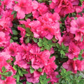 Pink Reblooming Azalea Rhododendron Plant Live in 4 Inch Pot, Azalea Rhododendron Bush Shrub, Bloom in Spring, Late Summer, Fall Rebloom