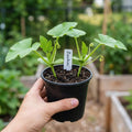 Set 2 Green Squash Zucchini Plants Live Vegetable Plant, 5-7''