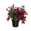 Set 2 of Fuchsia Plants, Fuchsia Live Plant, 3 to 5 Inc Long, Purple Flower Plant Live Indoor Outdoor