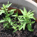 Epazote Herb Plant in 4'' Pot, Starter Epazote Plant Live for Planting Outdoor, Perennial Herbs for Garden