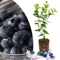 Duke Blueberry Plant Live for Planting, Blueberry Bushes for Planting, 4"-7" Cold Hardy Blueberries Southern Highbush