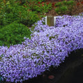 Blue Phlox Live Plant, Creeping Phlox Perennial, Blue-Purple Lavender Creeping Phlox, 1 to 3 Inc Starter Plant and Well Rooted